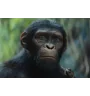VHS La Planete Des singes
