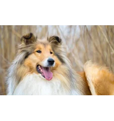 VHS Lassie