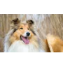 VHS Lassie