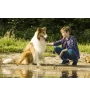 VHS Lassie