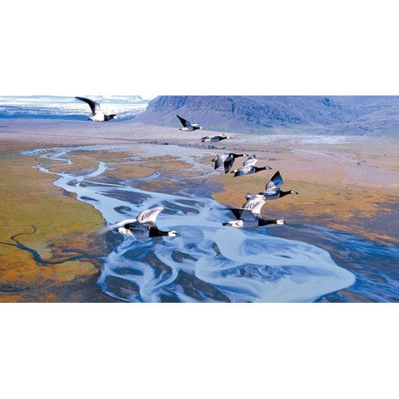 DVD Le Peuple Migrateur