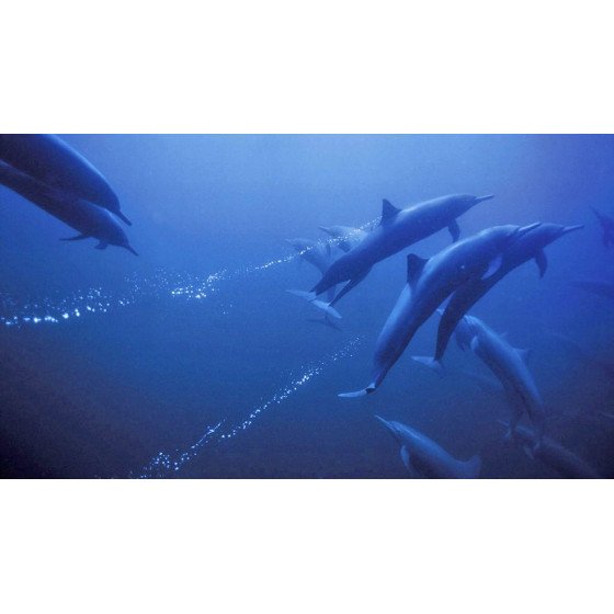 DVD La Planete Bleue