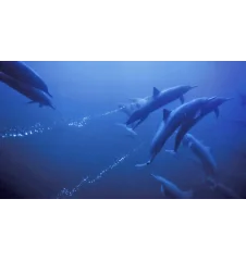 DVD La Planete Bleue