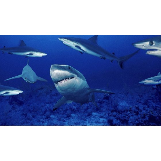 DVD La Planete Bleue