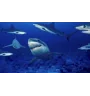 DVD La Planete Bleue
