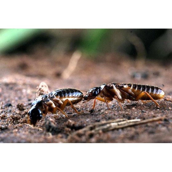 DVD La Citadelle Assiégée