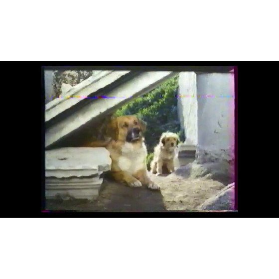 VHS pour l'amour de Benji