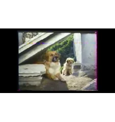 VHS pour l'amour de Benji