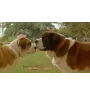 VHS Beethoven 2