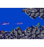 Game Gear Ecco Les Marees Du Temps Loose