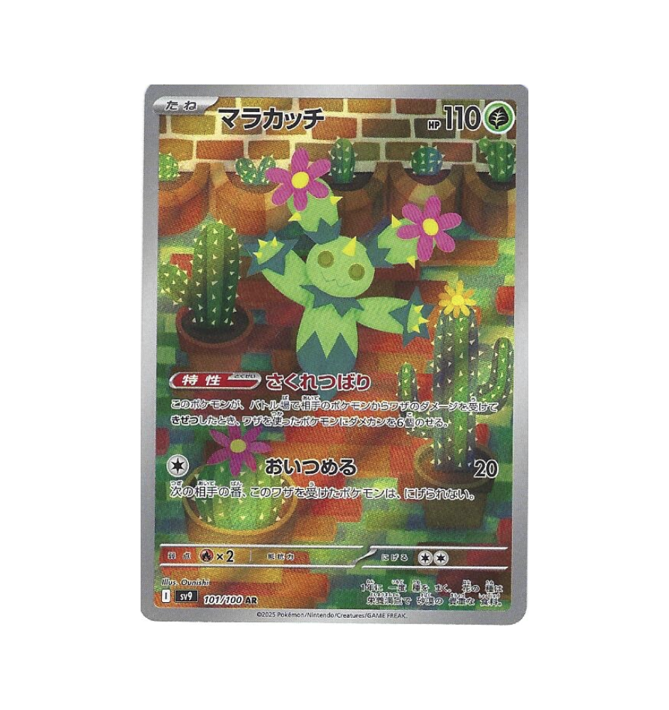 Maracachi 101/100