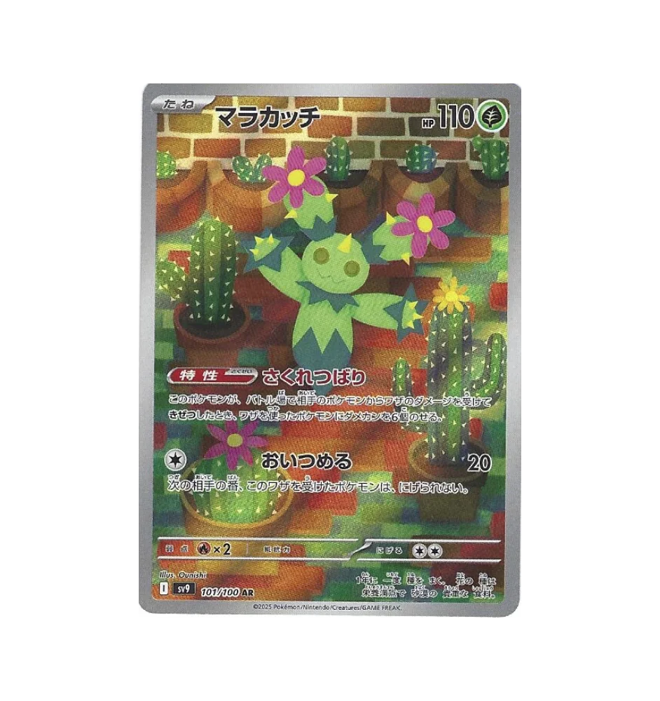 Maracachi 101/100