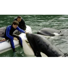 DVD Sauvez Willy 3