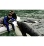 DVD Sauvez Willy 3