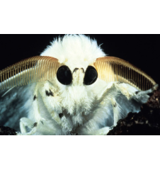 Laserdisc cdv Microcosmos Le Peuple De L'herbe Vf