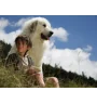 Bluray Belle Et Sebastien