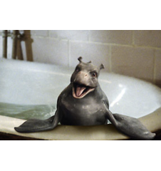 DVD Le Dragon Des Mers